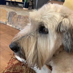 Meet your Posher, Paula